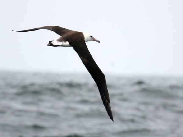 Laysan Albatross